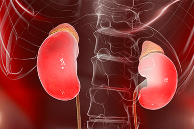 kidneys